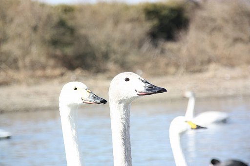 白鳥さん