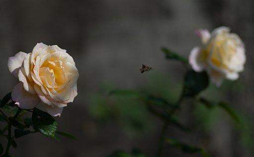 PENTAX-D FA MACRO 100mm F2.8