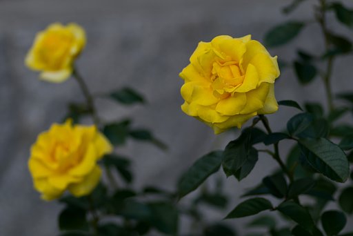 PENTAX-D FA MACRO 100mm F2.8
