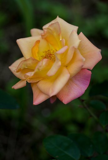 PENTAX-D FA MACRO 100mm F2.8