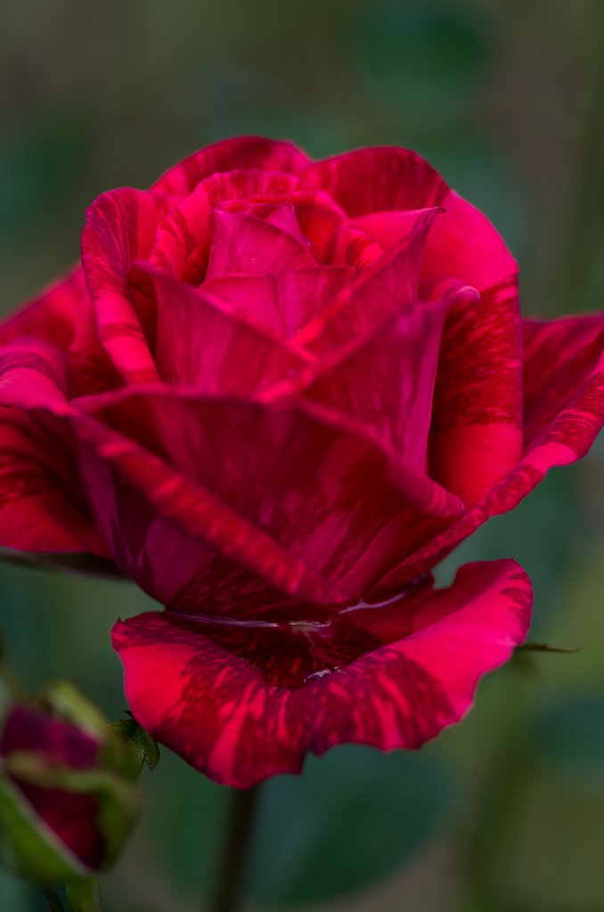 PENTAX-D FA MACRO 100mm F2.8