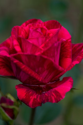 PENTAX-D FA MACRO 100mm F2.8