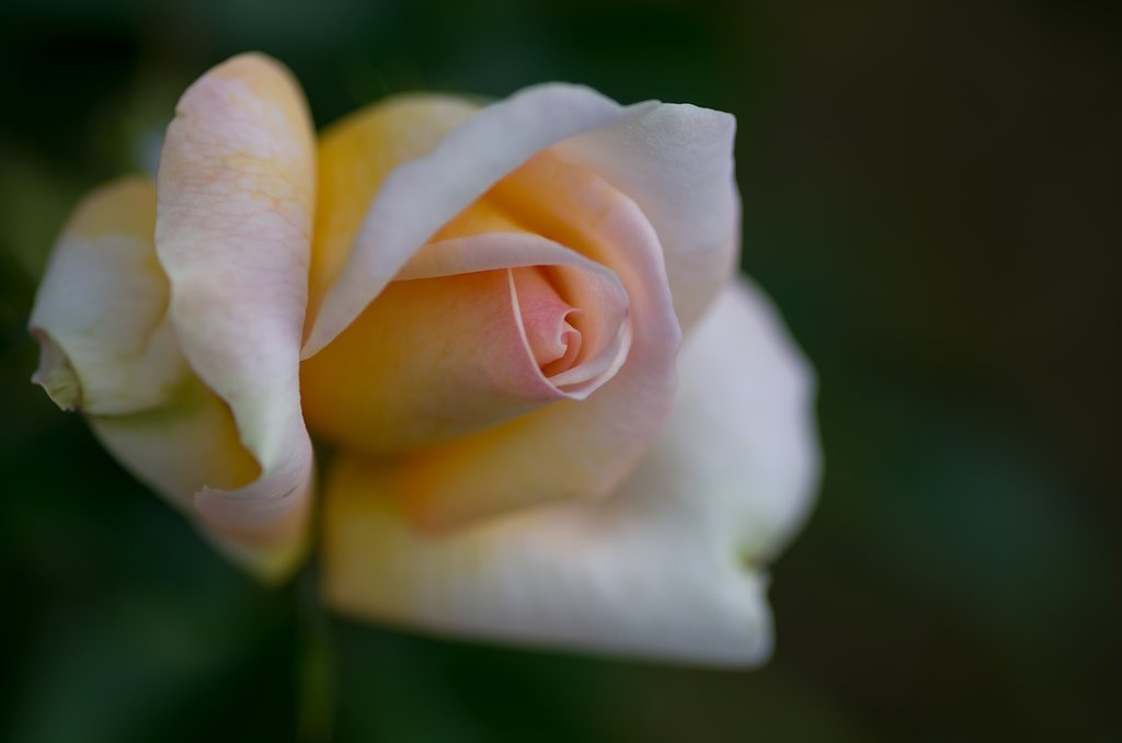PENTAX-D FA MACRO 100mm F2.8