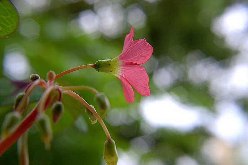 ただの花