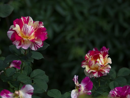 PENTAX-D FA MACRO 100mm F2.8