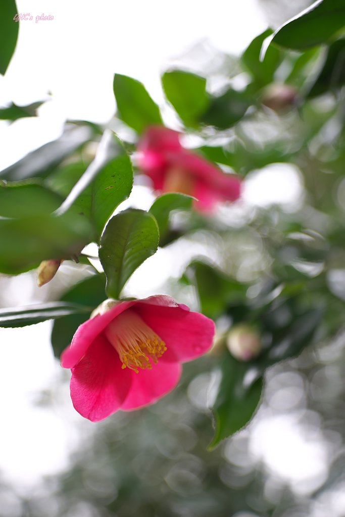 Otus 28mm F1.4 ZF2