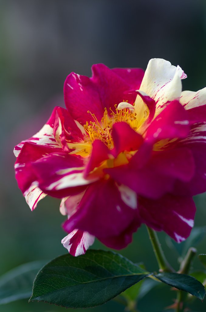 PENTAX-D FA MACRO 100mm F2.8