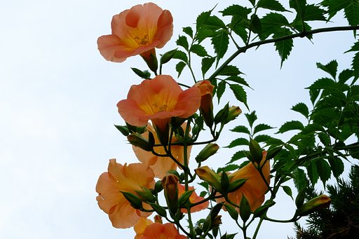 ノウゼンカズラ