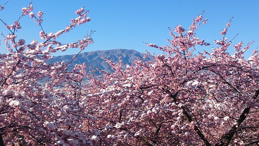 まさかの雪桜