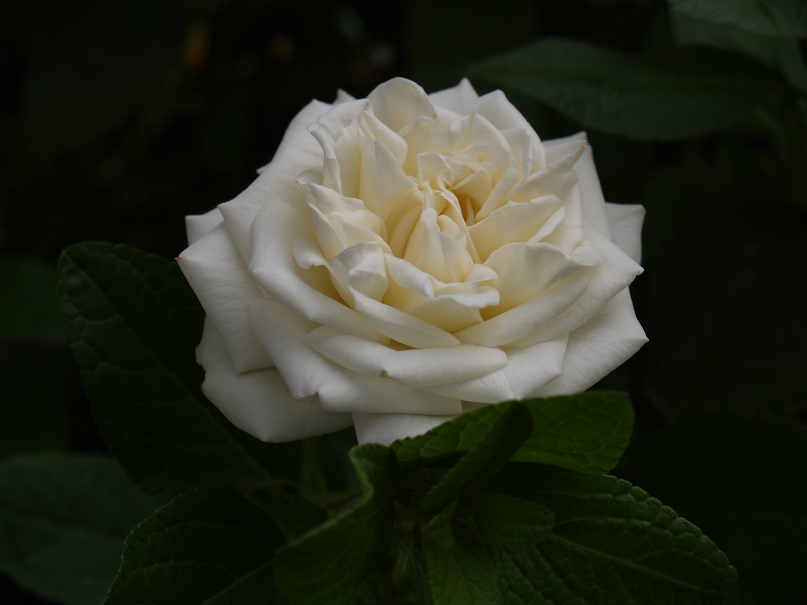 白い薔薇