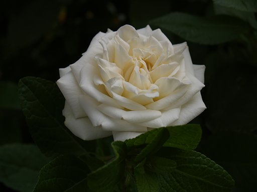 白い薔薇