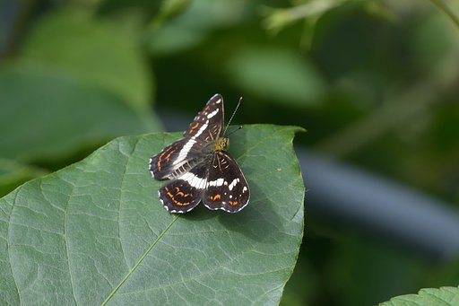 サカハチチョウ夏型