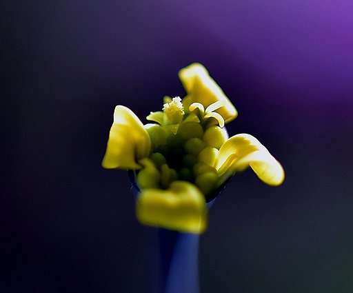 多肉植物の花