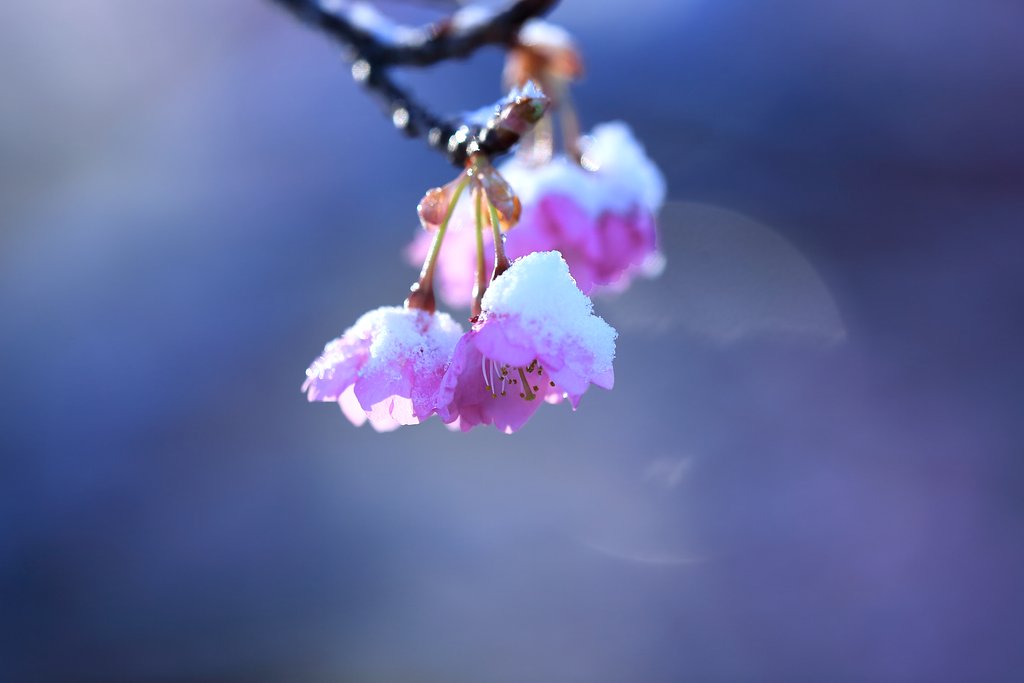 再度桜撮り