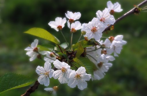 さくらんぼの花