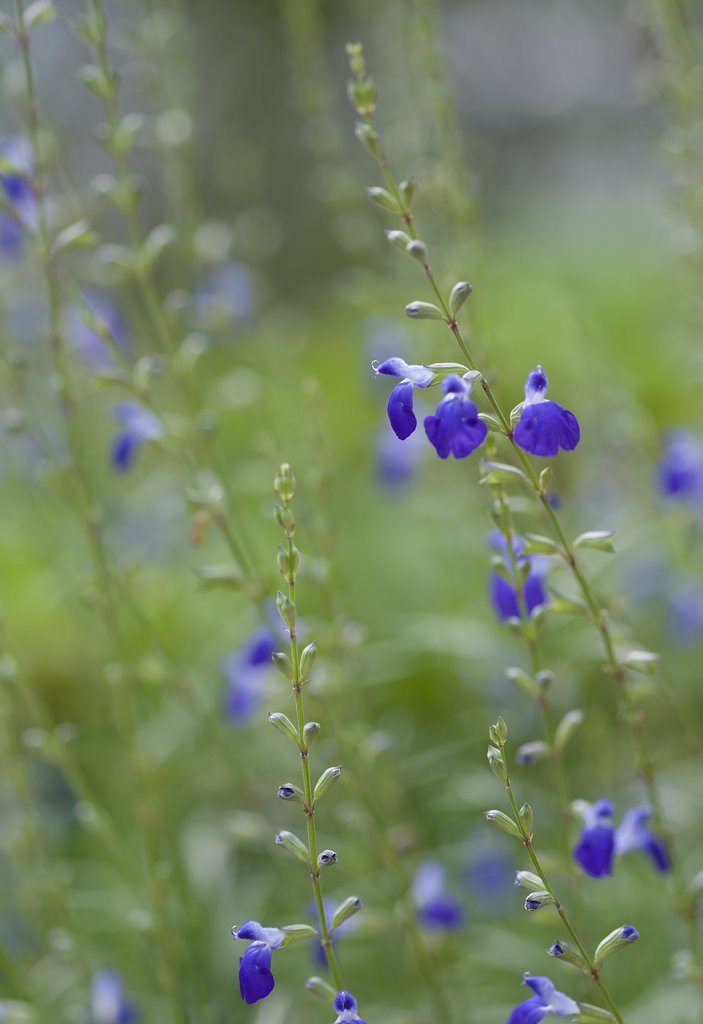 SIGMA MACRO 70mm F2.8