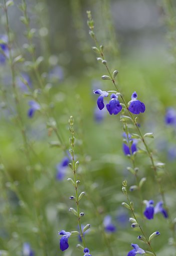 SIGMA MACRO 70mm F2.8