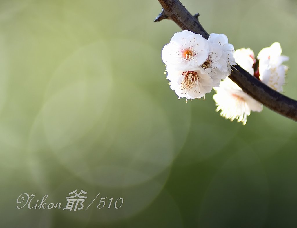 如月の香り