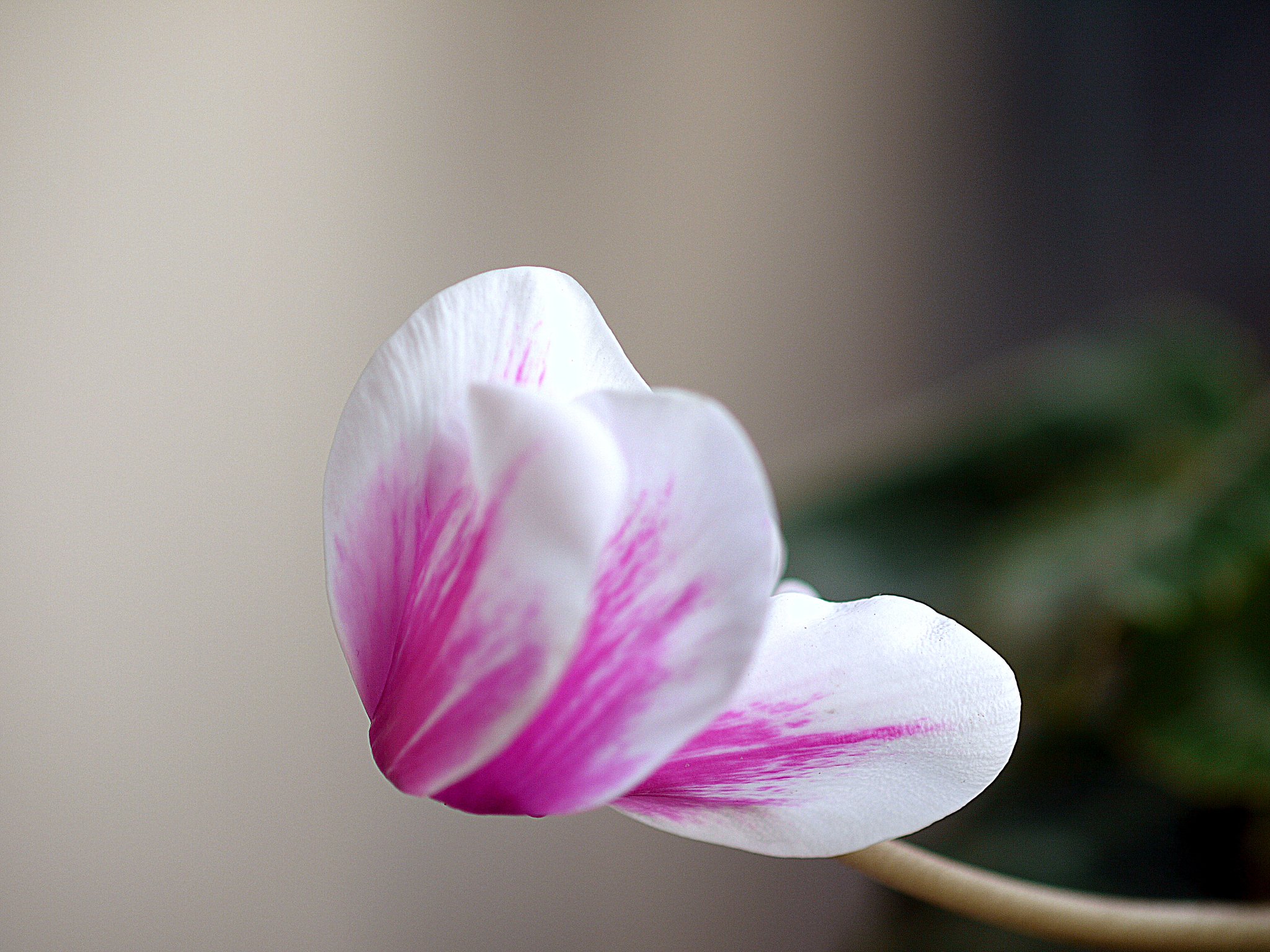 シクラメンの花片