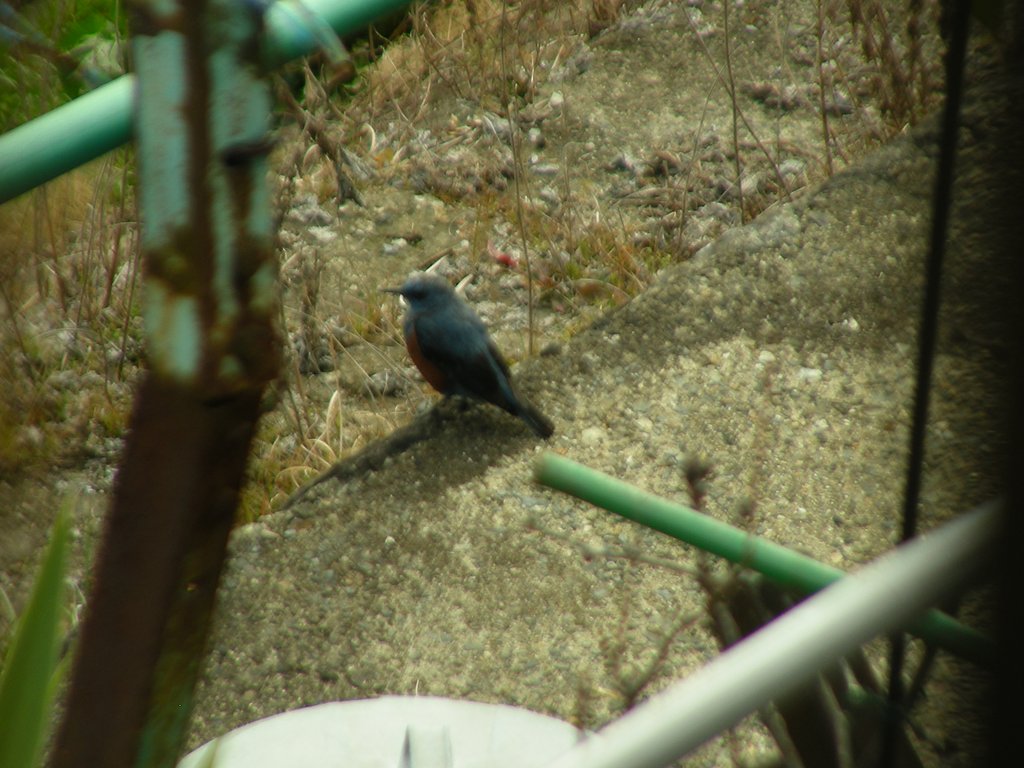 鳥が来た