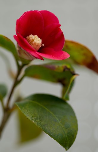 椿　黄泉の銀花