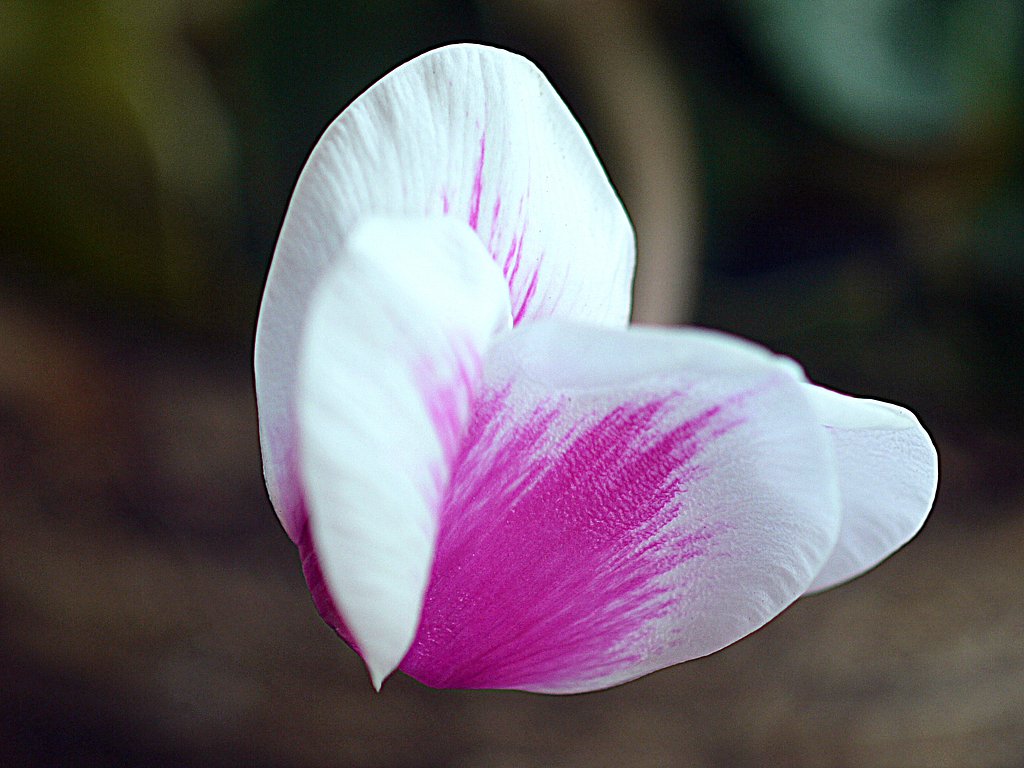 花弁が綺麗ですね・・