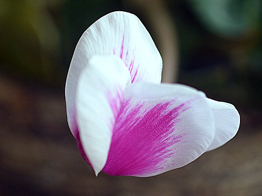 花弁が綺麗ですね・・