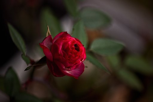 【題】 冬の薔薇