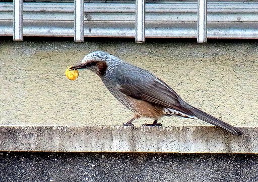 大きすぎる獲物