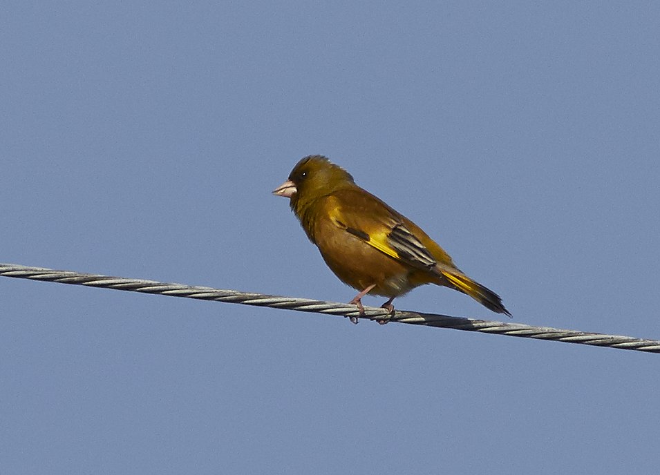 小鳥　カワラヒナ？