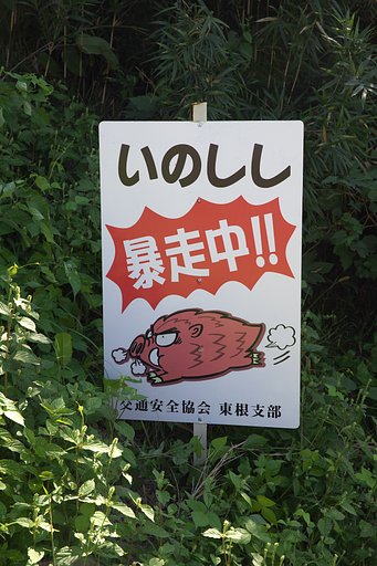 いのしし暴走中