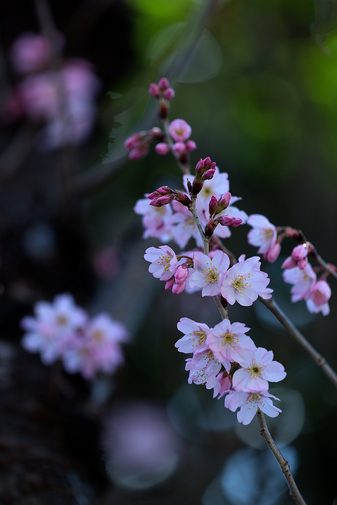 彼岸桜が満開