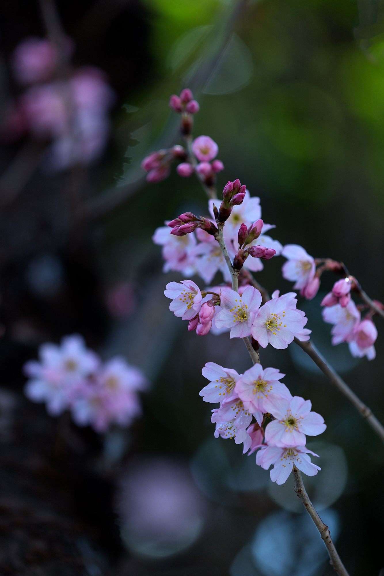 彼岸桜が満開