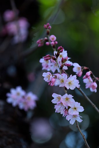 彼岸桜が満開