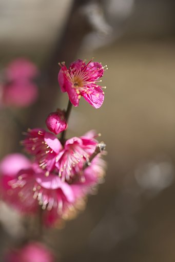 5,6分咲き