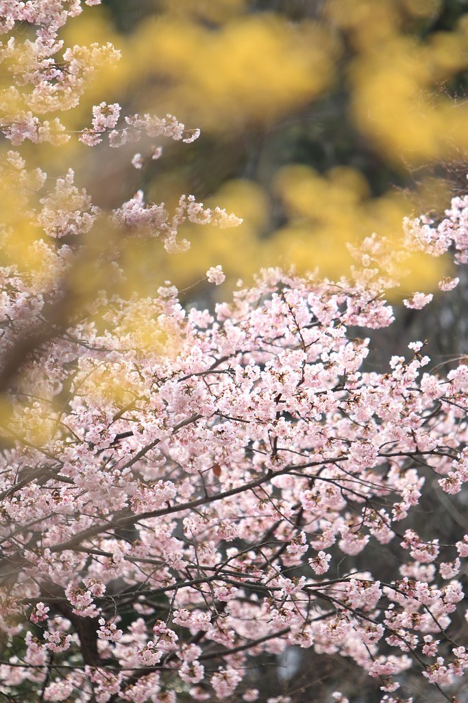 サンシュユと彼岸桜