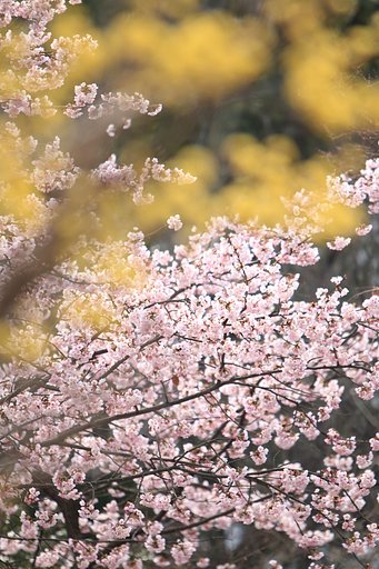 サンシュユと彼岸桜