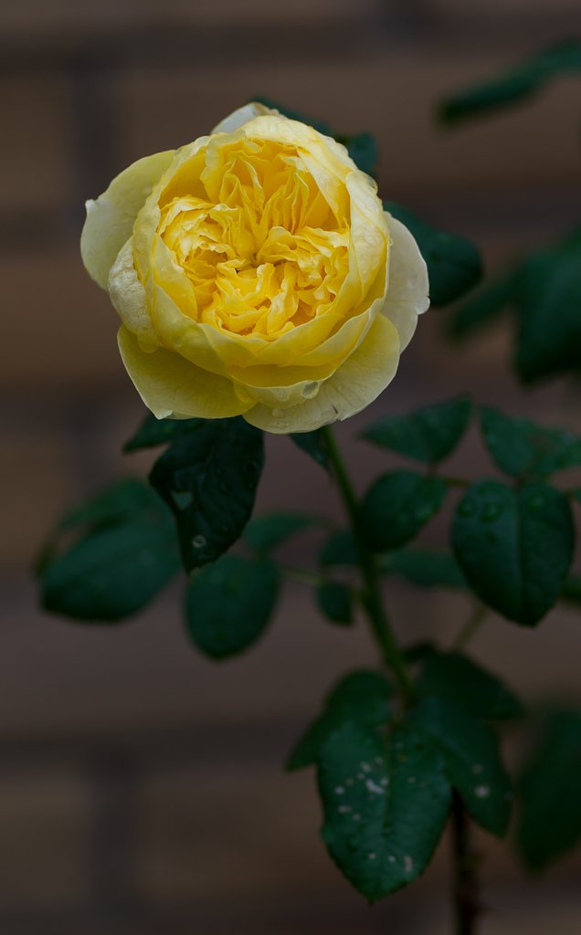 PENTAX-D FA MACRO 100mm F2.8