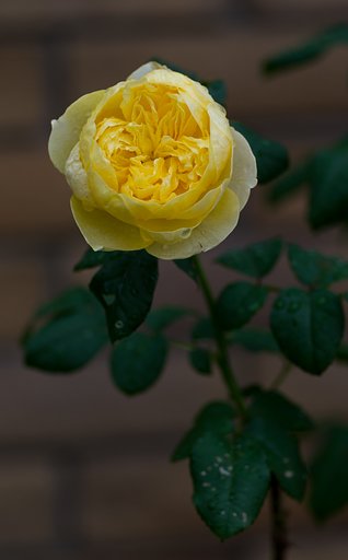 PENTAX-D FA MACRO 100mm F2.8