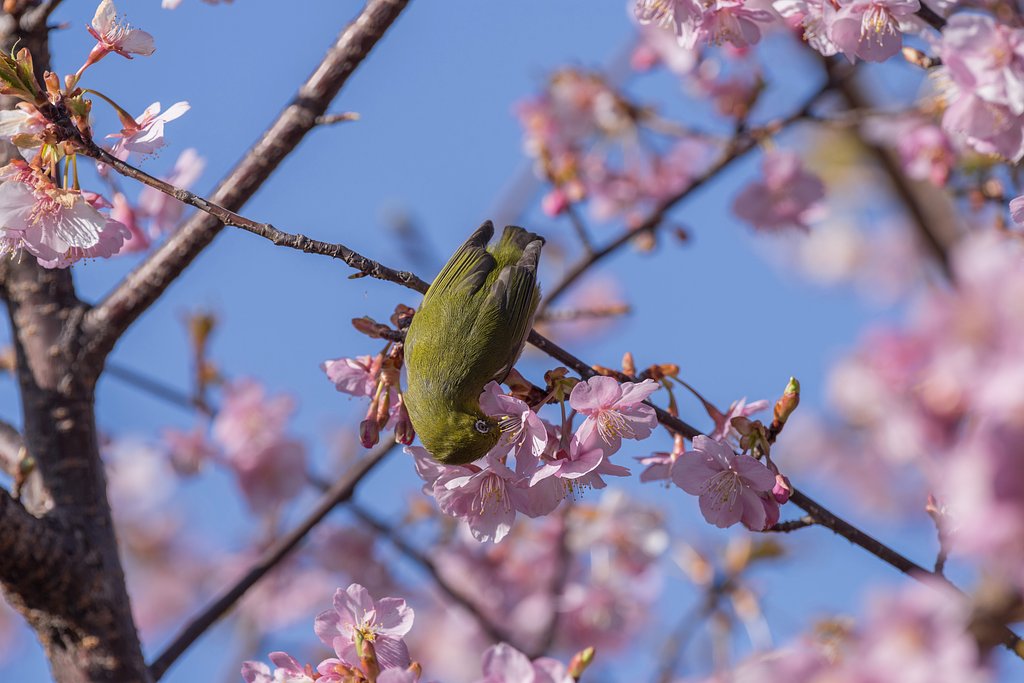 花粉まみれ