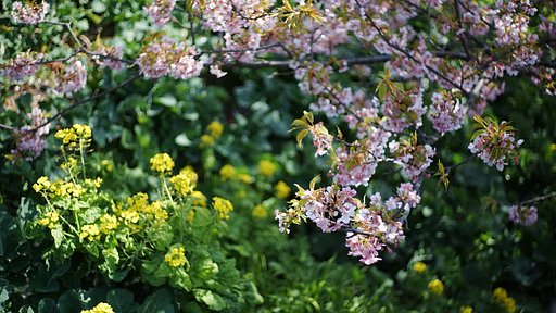 西平畑公園の早咲き桜