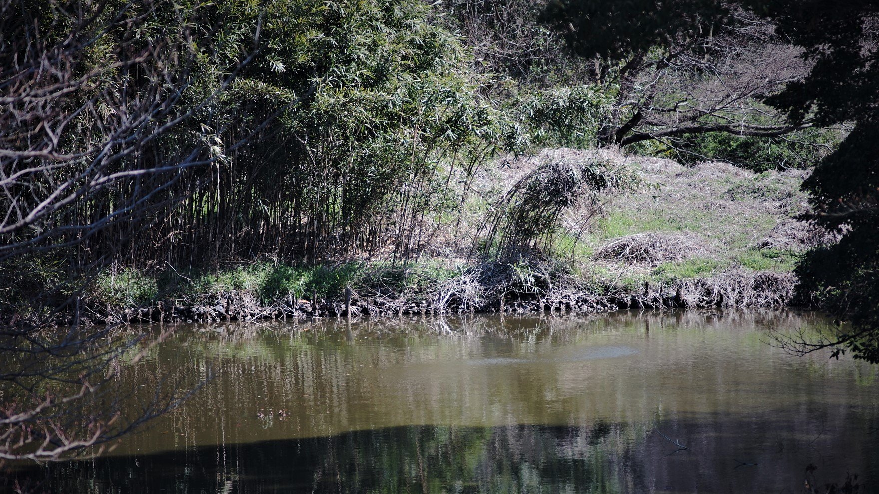 バードサンクチュアリ