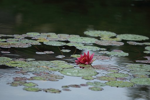 朝の池で主張・・・