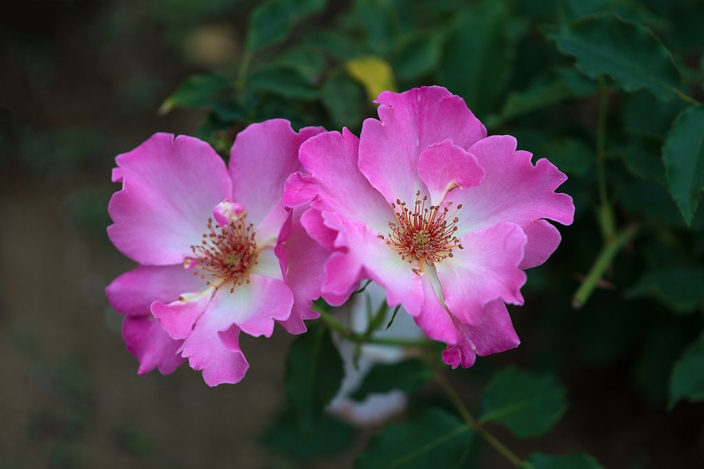 薔薇３