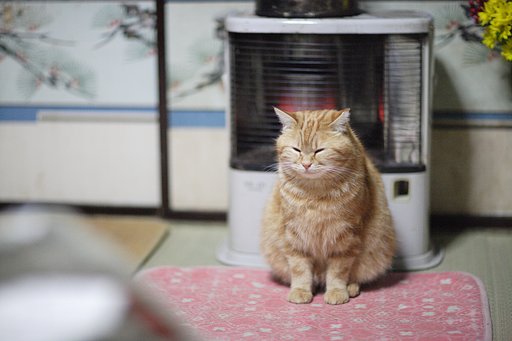 今日は猫の日