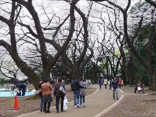 桜の頃