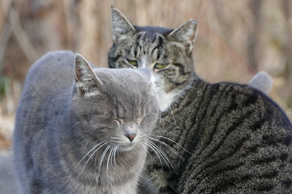 地域猫