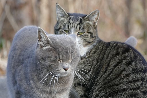 地域猫