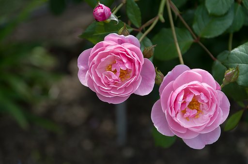 SIGMA 17-50mm F2.8 EX DC HSM 