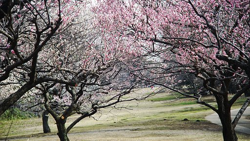 砧公園にて